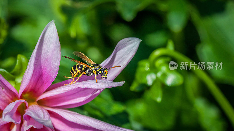 European paper wasp, (Poliste dominula), Vespidae, Poliste gaulois, Poliste Européen.